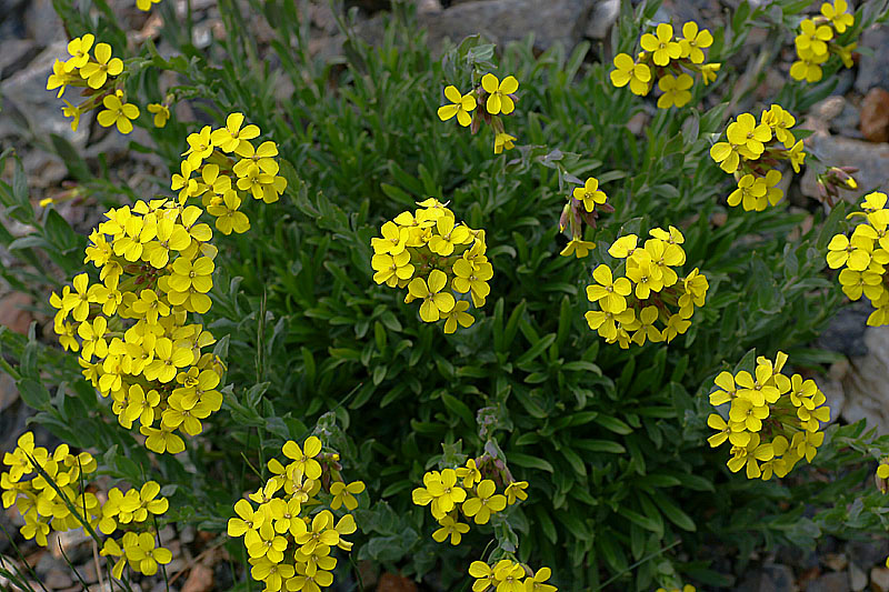 Alyssoides utriculata